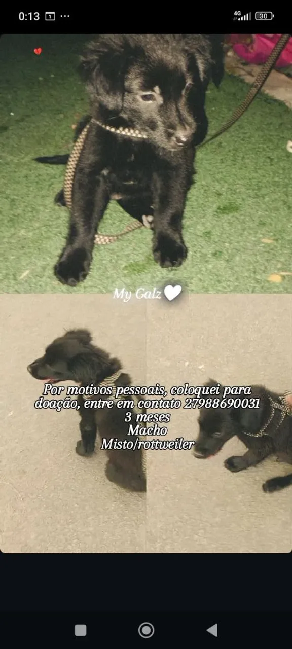 Filhote Macho Misto de Rottweiler para Doação
