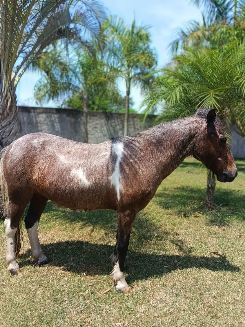 Pônei manso para criança  - Foto 4
