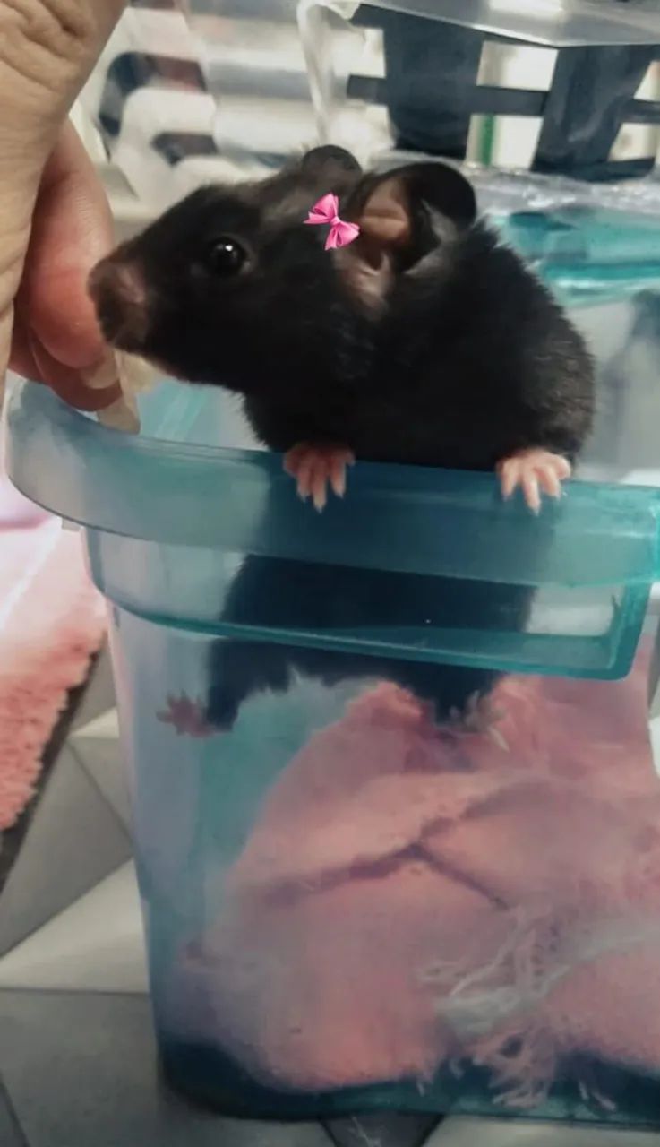 Hamster sirio  - Foto 2