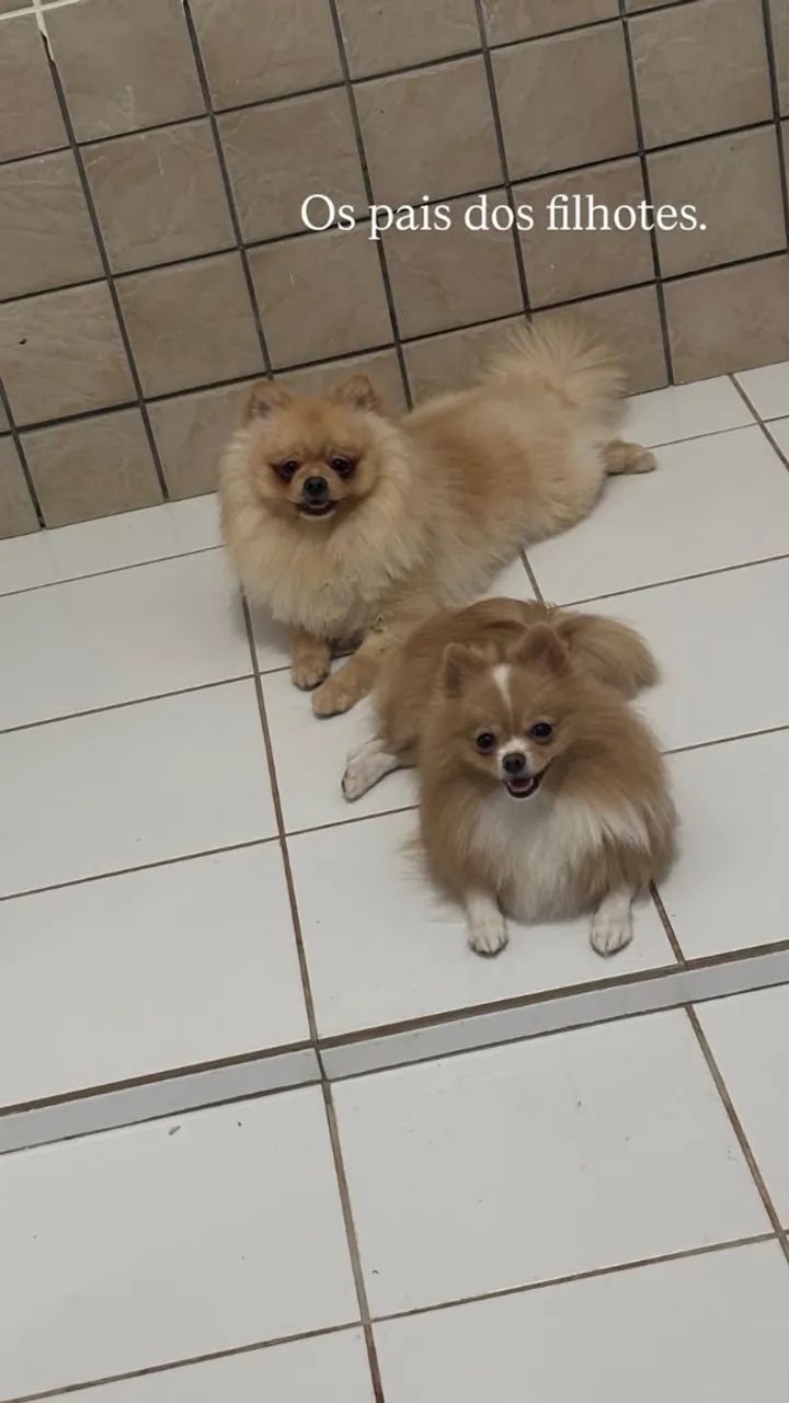 Filhotes Lulu da Pomerani - Foto 4