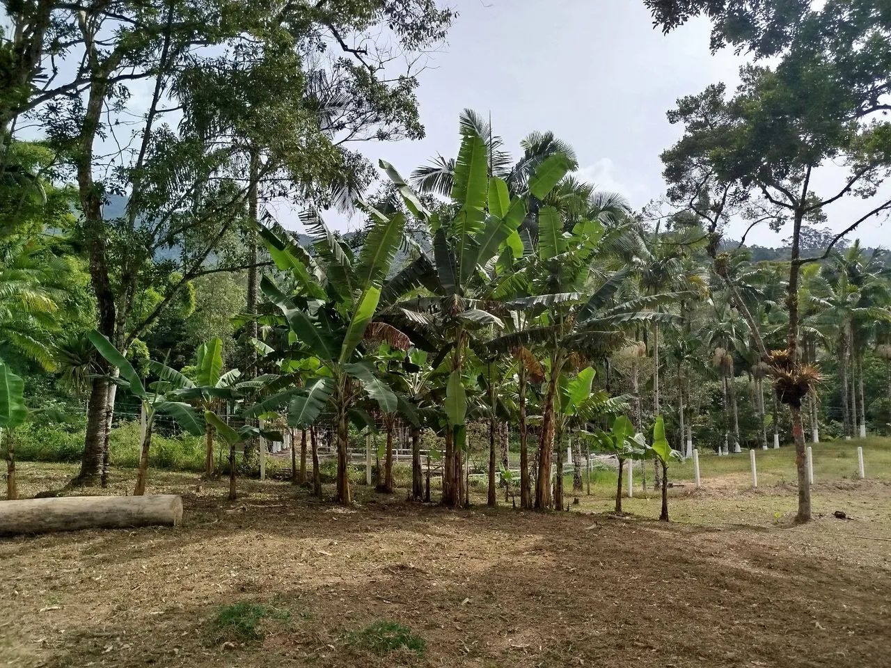 Sítio Santo Amaro Imperatriz.  - Foto 3