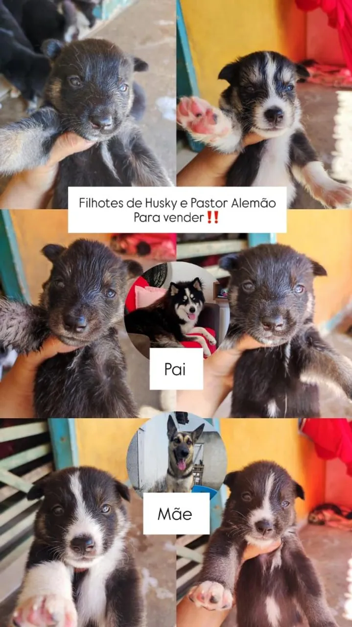 Filhotes de Husky e Pastor Alemão para Venda