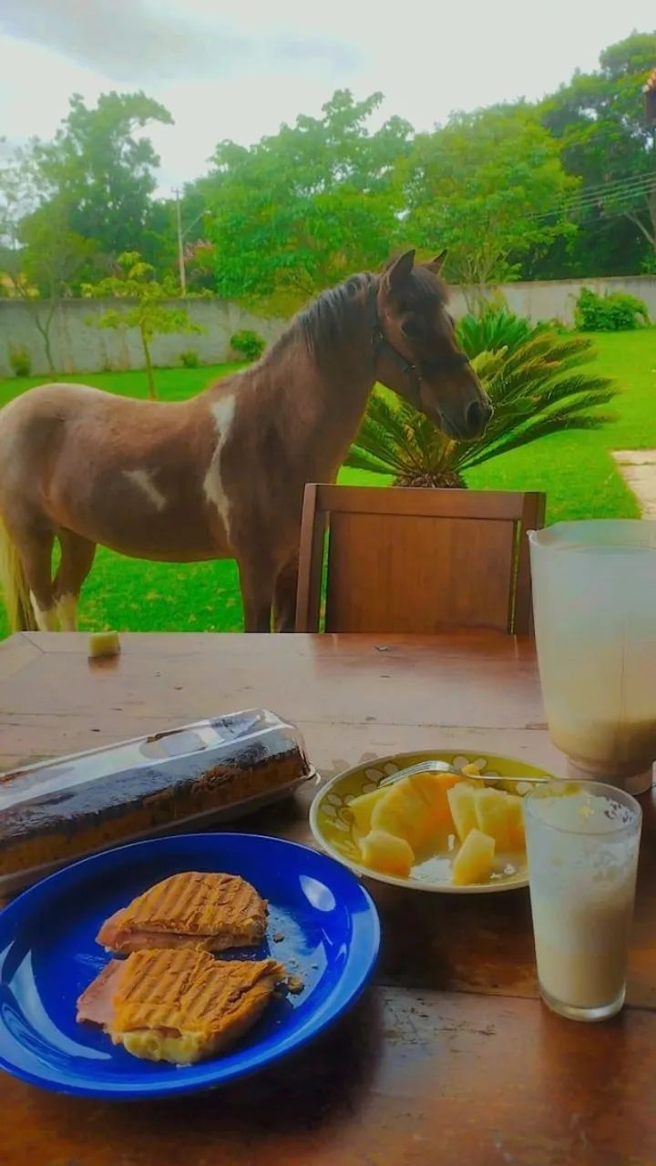 Pônei manso para criança 