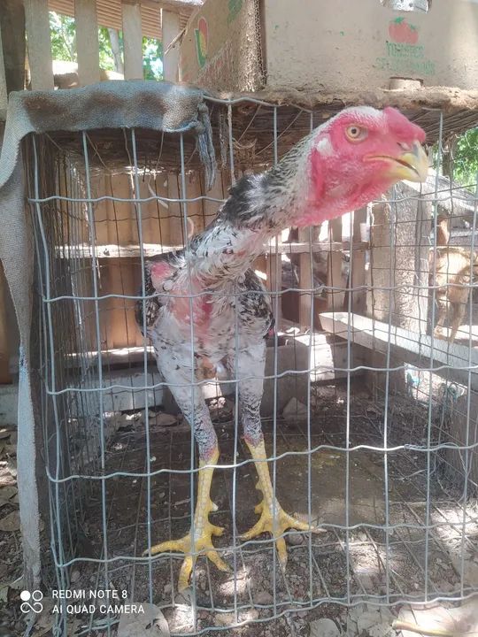 Galinha índio gigante  l - Foto 2