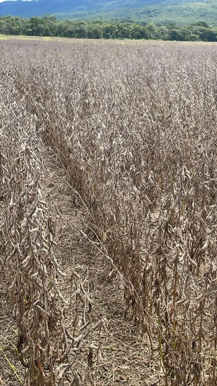 Fazenda arrendamento 1.300 hec em Jangada MT. Repasse, Ágio 2.5 milhões.