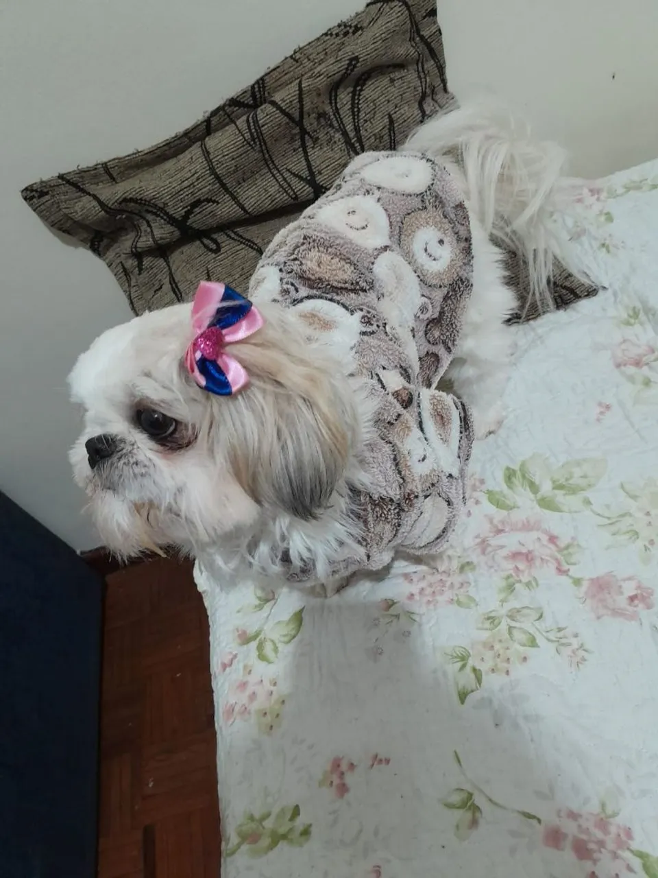 Shih Tzu fêmea