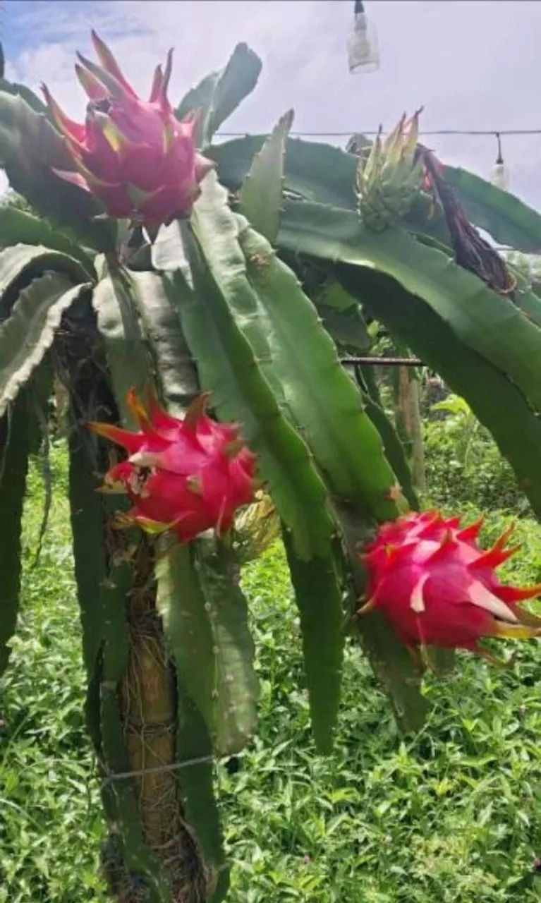 Mudas Auto-Férteis e Frutas Pitayas Organicas - Foto 3