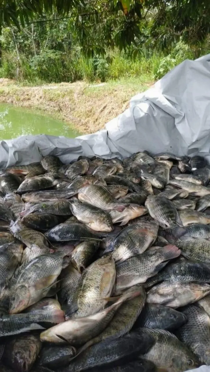 Oportunidade!sítio para agricultura,aquicultura ou pecuária14.6 hectares leia o anúncio...