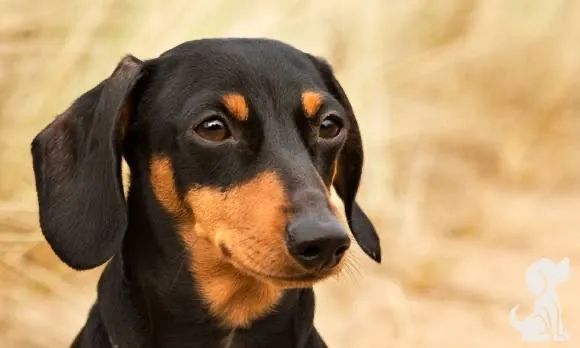 Filhotes de Dachshund ( salsicha ) Apenas fêmeas! - Foto 4