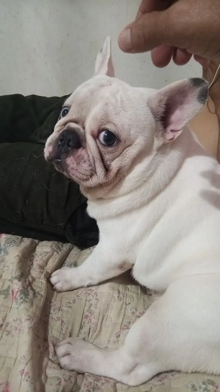 Filhote de Bulldog Francês