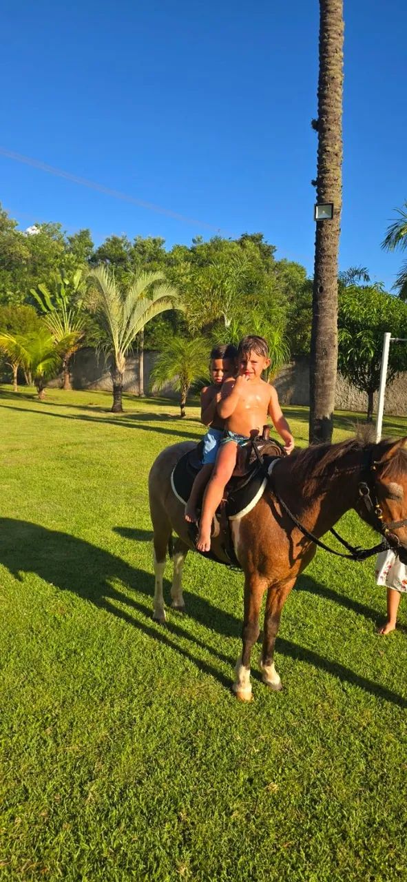 Pônei manso para criança  - Foto 3