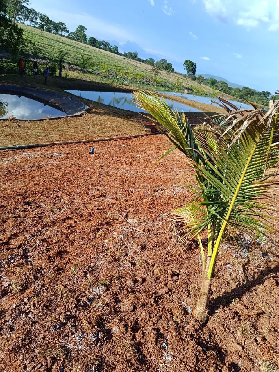 Plantio De Grama Em Mudas E Tapetes...