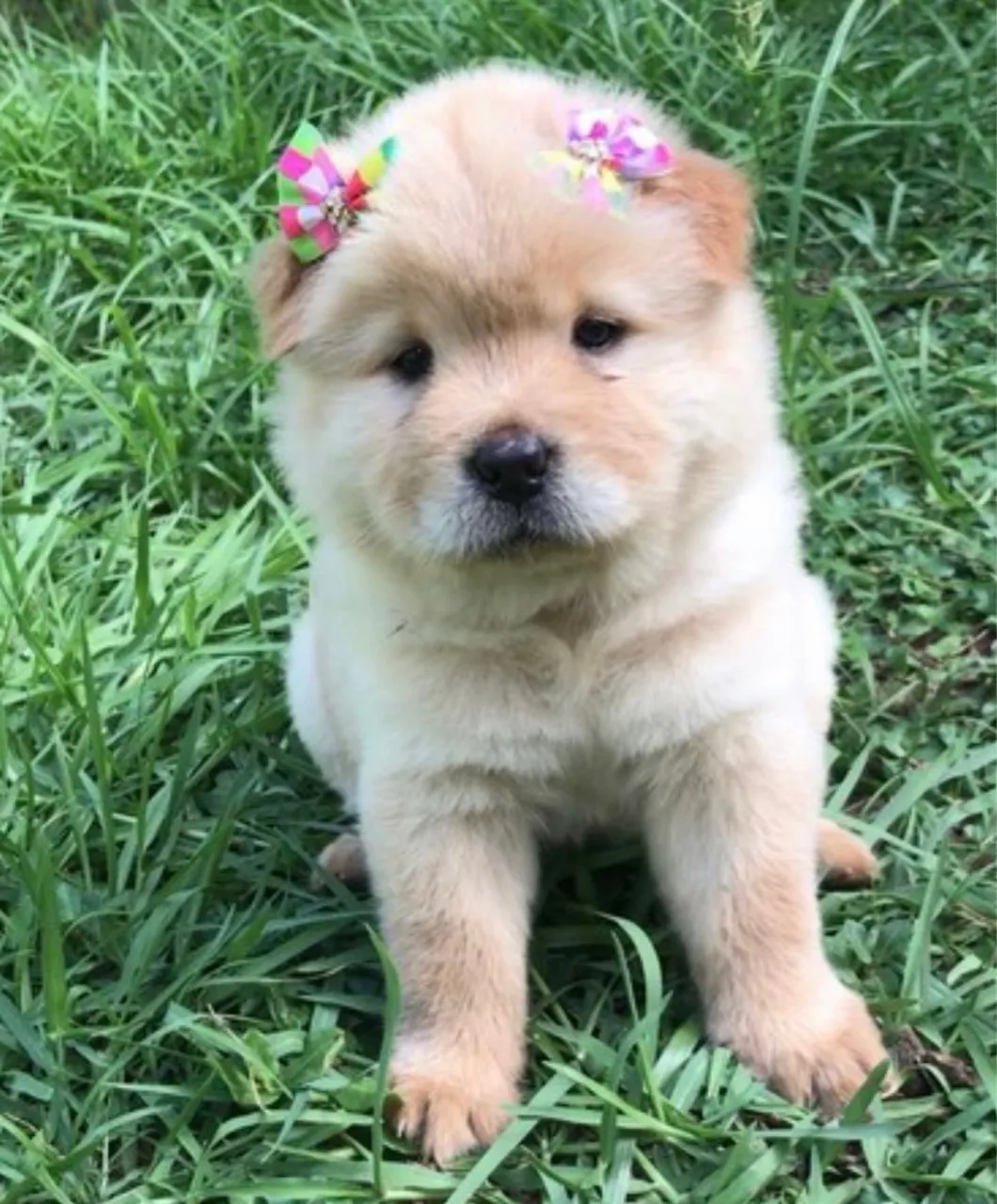 Chow Chow Beleza exótica com alma independente!