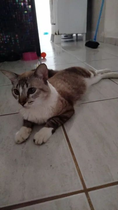 Gato Persa disponível para adoção - Foto 5