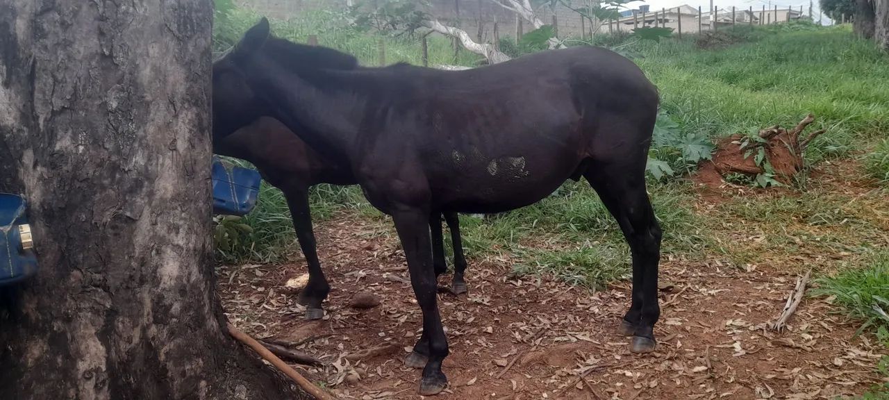 Burro a venda ou faço negócio em egua  - Foto 3