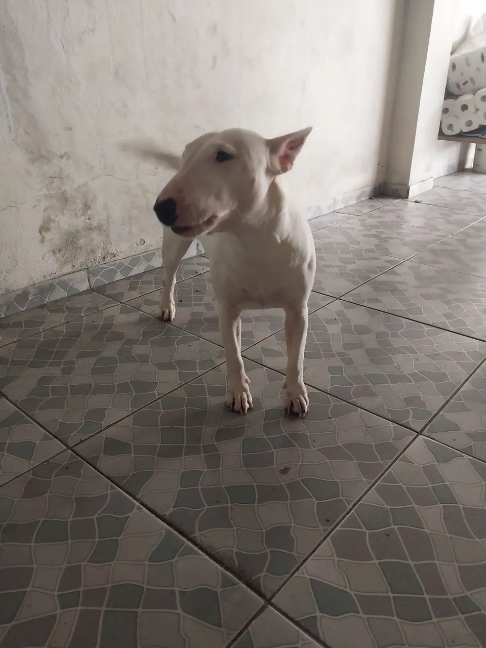Bull Terrier Inglês fêmea procura macho para cruzar