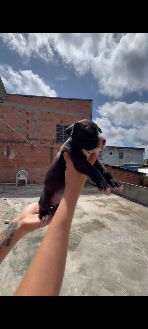 Filhote de Pitbull