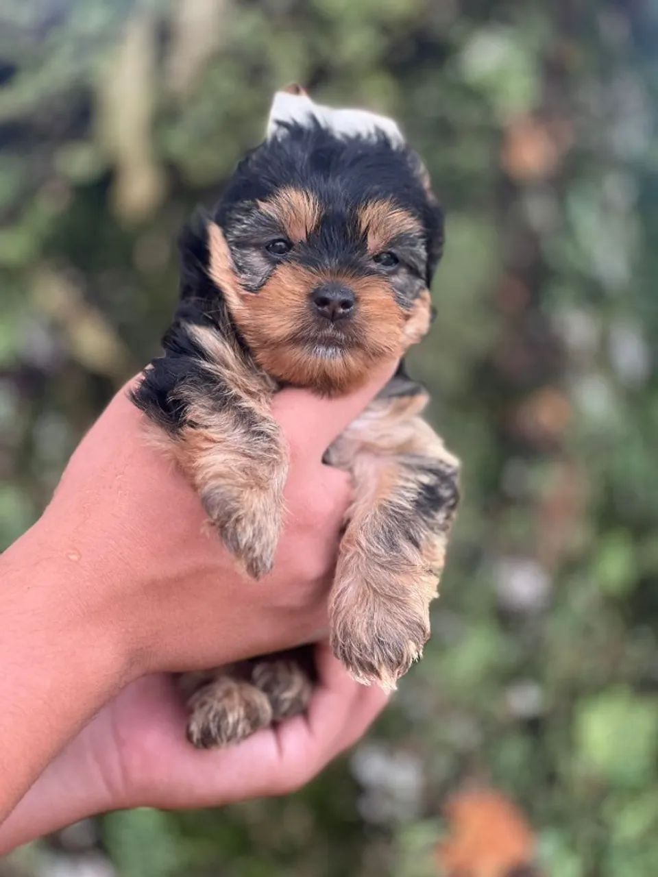 lindos filhotes de yorkshire bem pequenos
