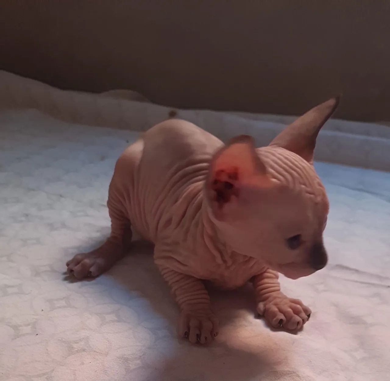 Sphynx filhotes - Foto 2