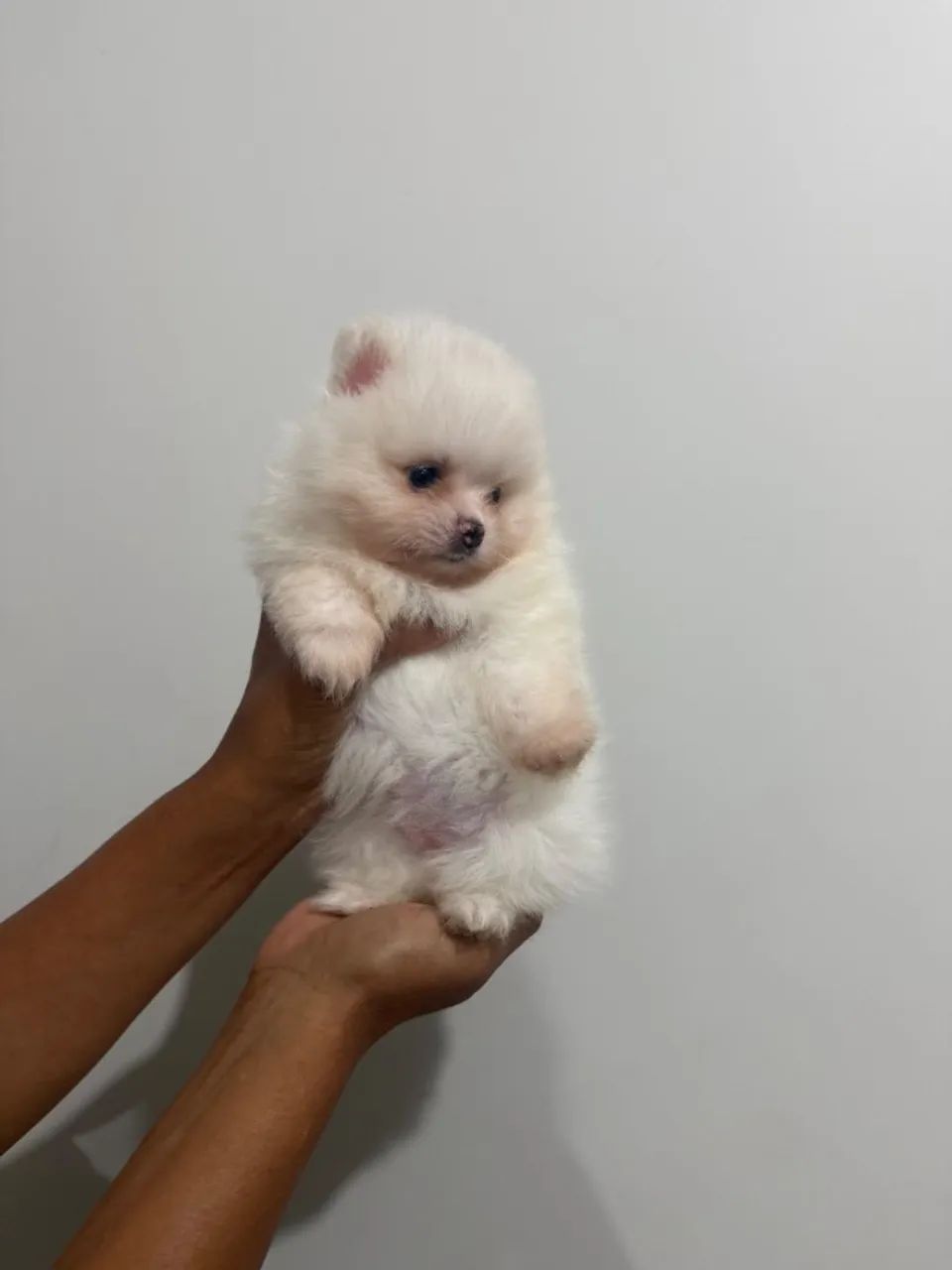 Filhotes de Lulu Pomerânia - Foto 4