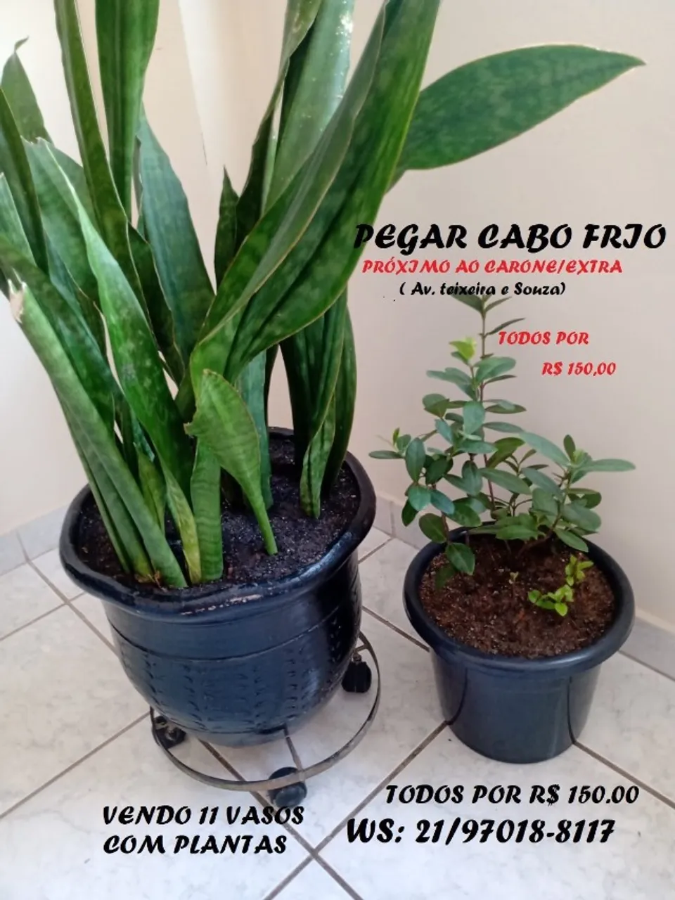 Vasos com Plantas