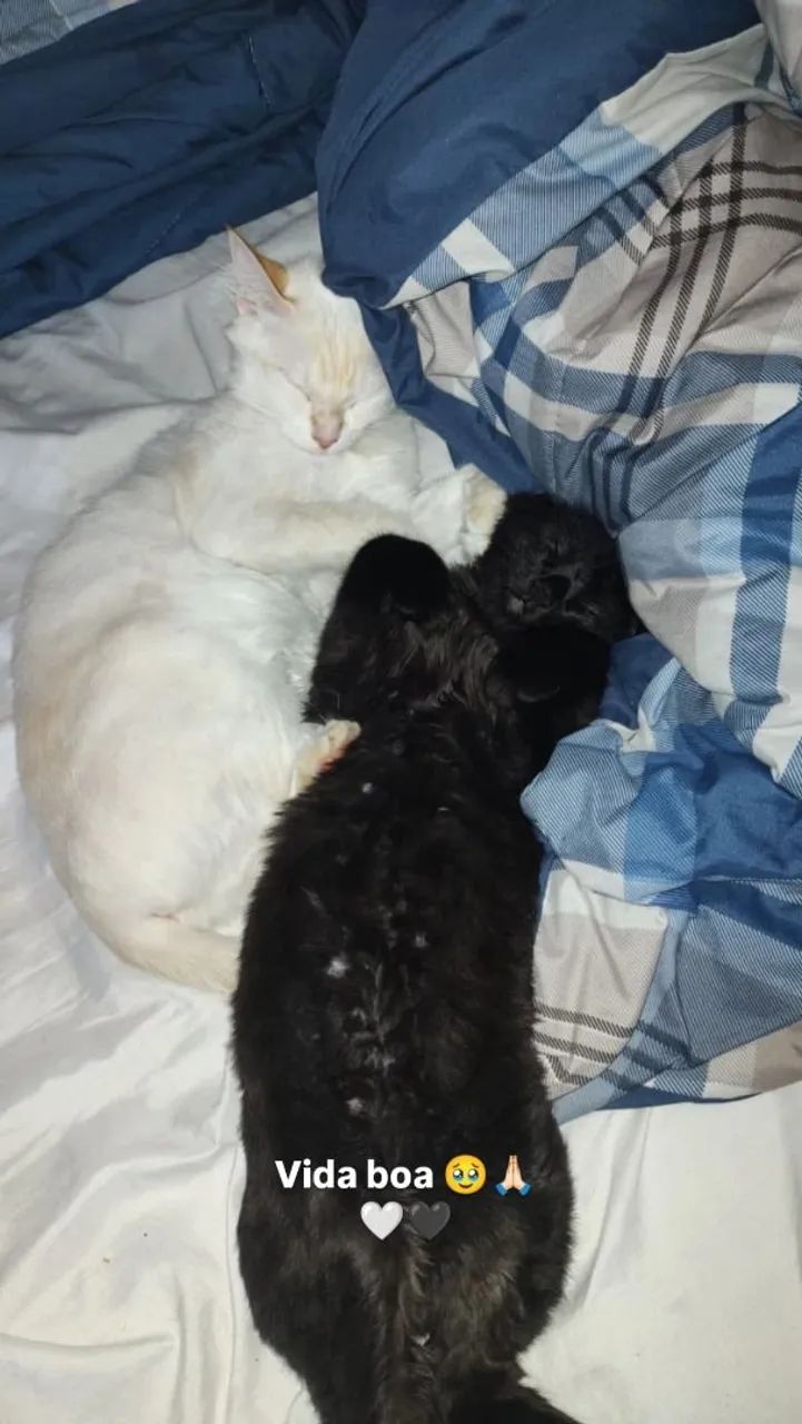 Gatinho branco macho de olho azul - Foto 4