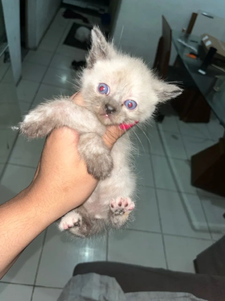 Gatinho filhote com olhos azuis - Foto 6