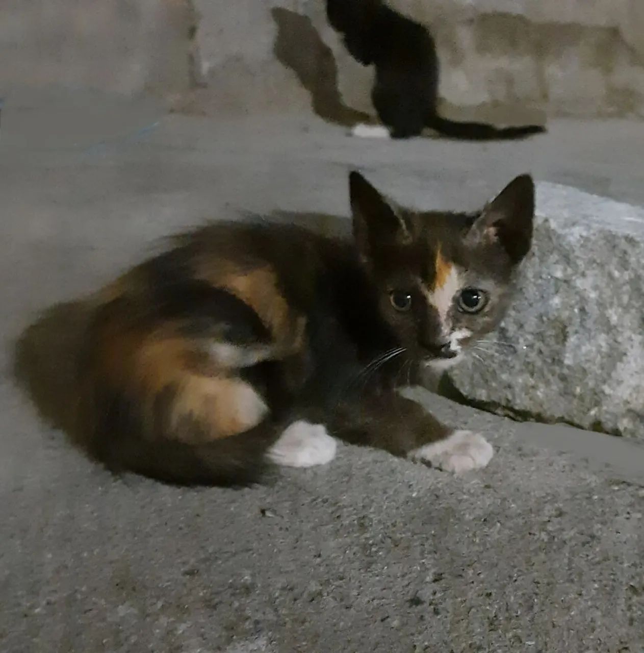 doação gatinha filhote - leia a descrição