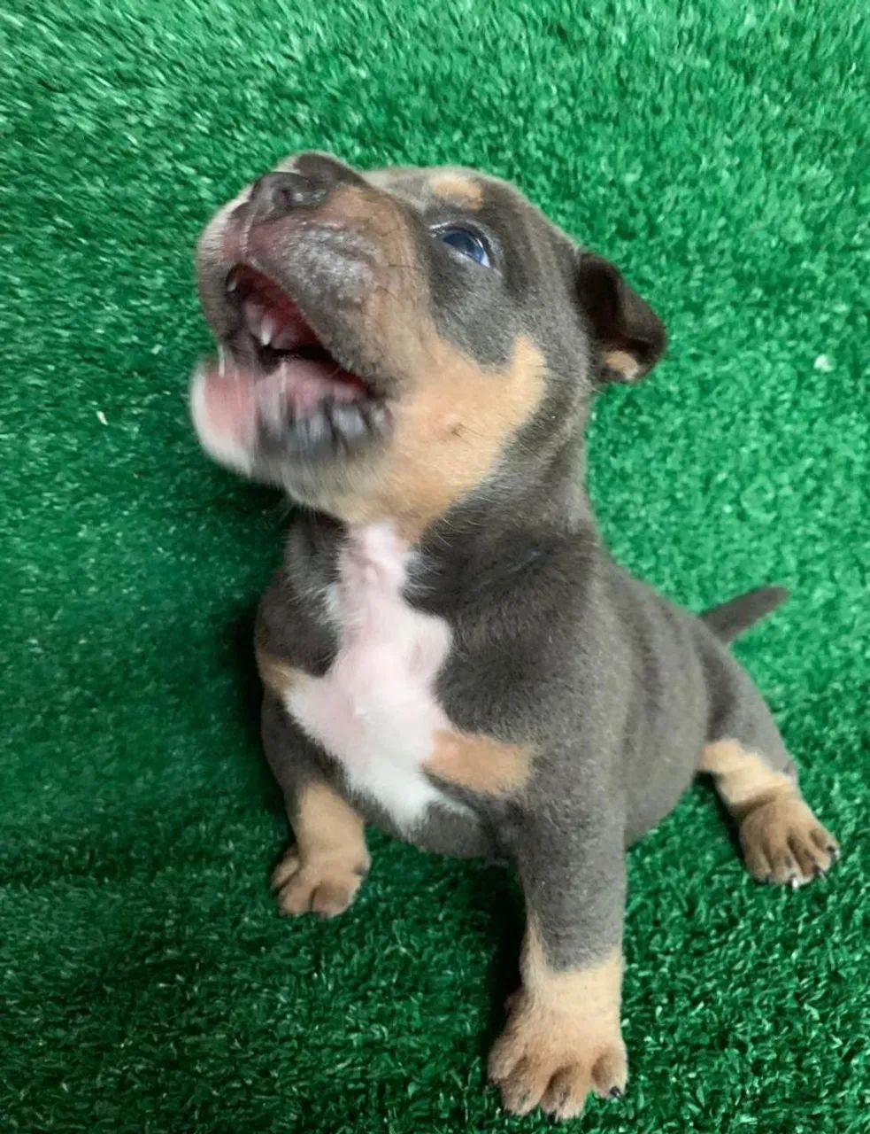 American Bully tree blue (POCKET - MACHO) - Foto 4