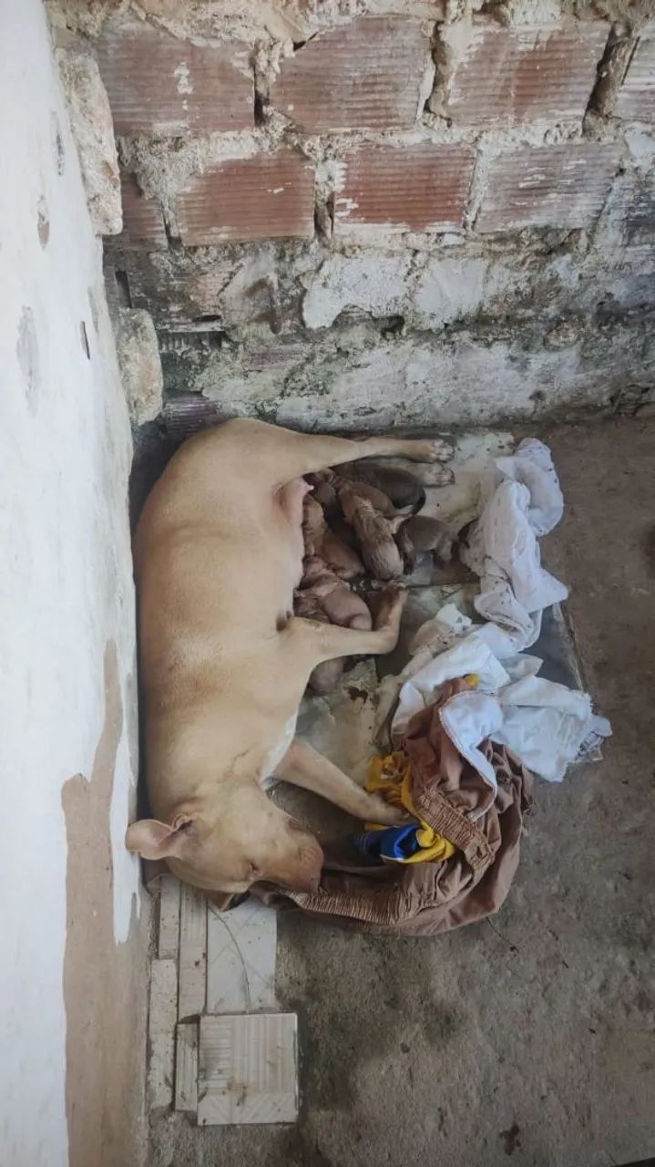 Mãe de filhotes de Pitbull