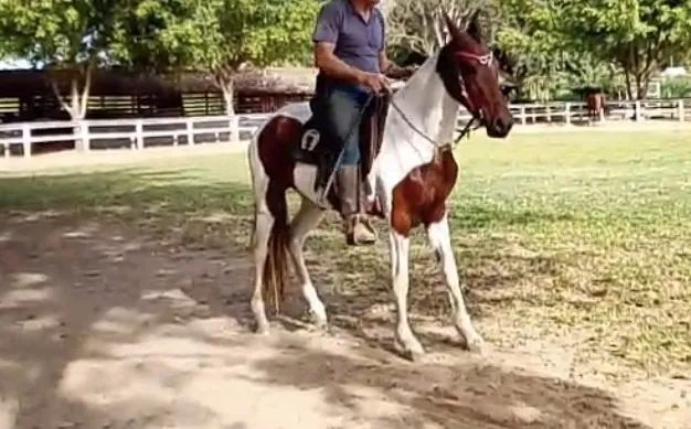 Potra Pampo de Castanha Linda MM com 3 anos e 08 meses (sem registro)