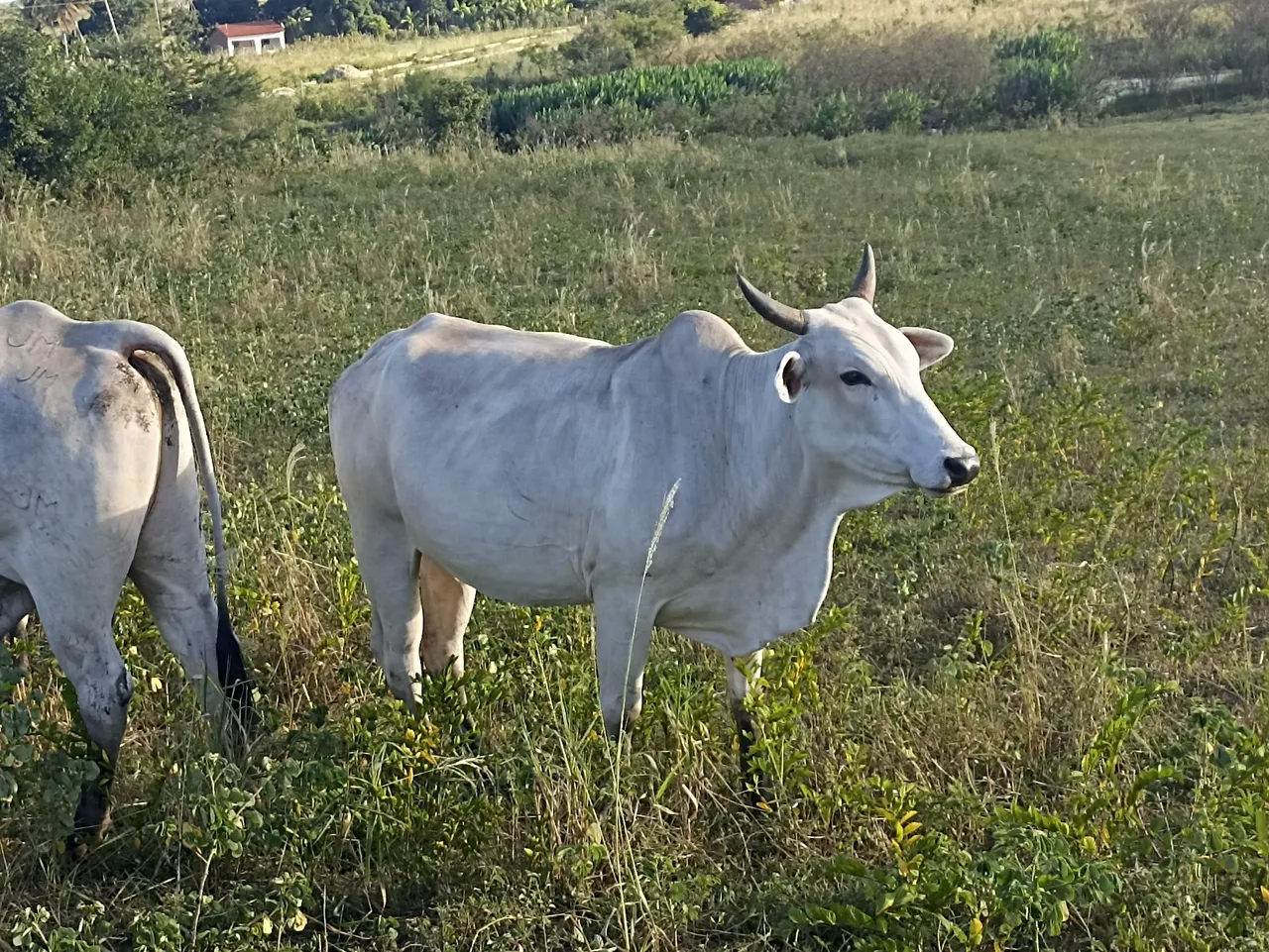 Vacas para venda a partir de 2500