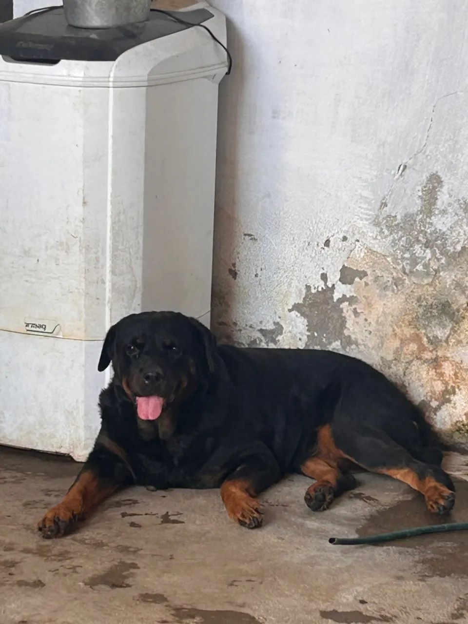 filhotes Rottweiler - Foto 5