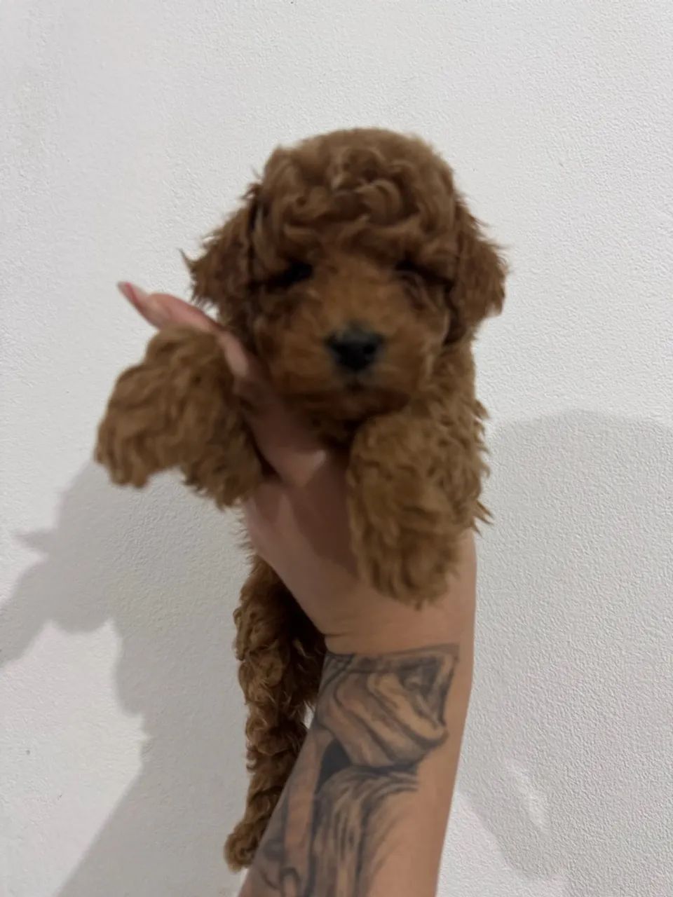 Poodle Toy ( Red Vendas )  - Foto 2
