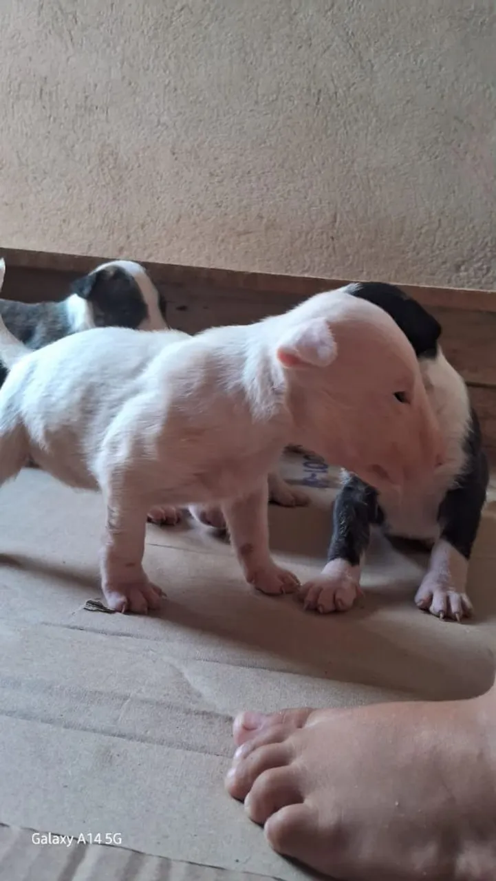 Filhotes Bull Terrier Inglês