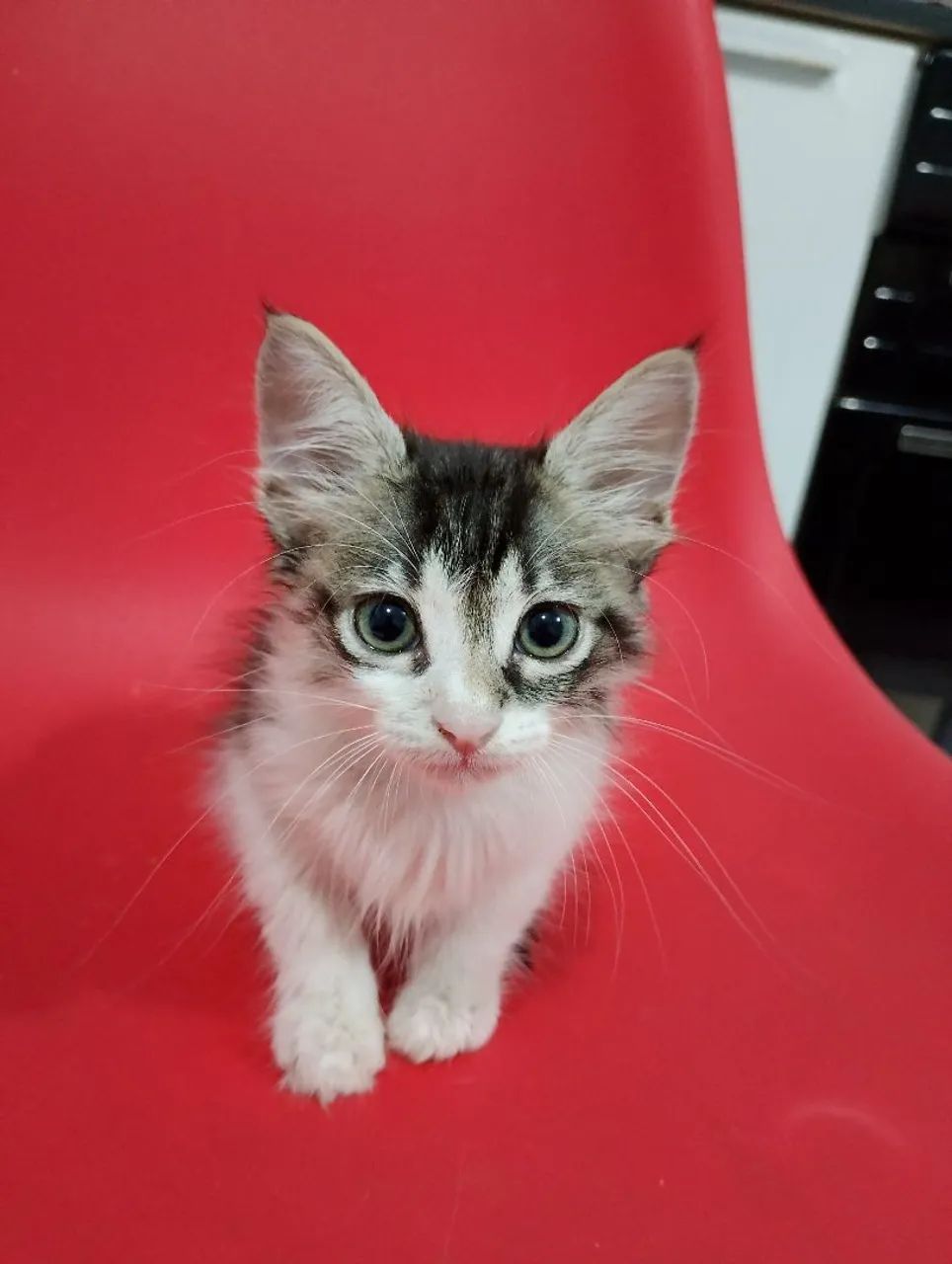 Doação de gatinho macho