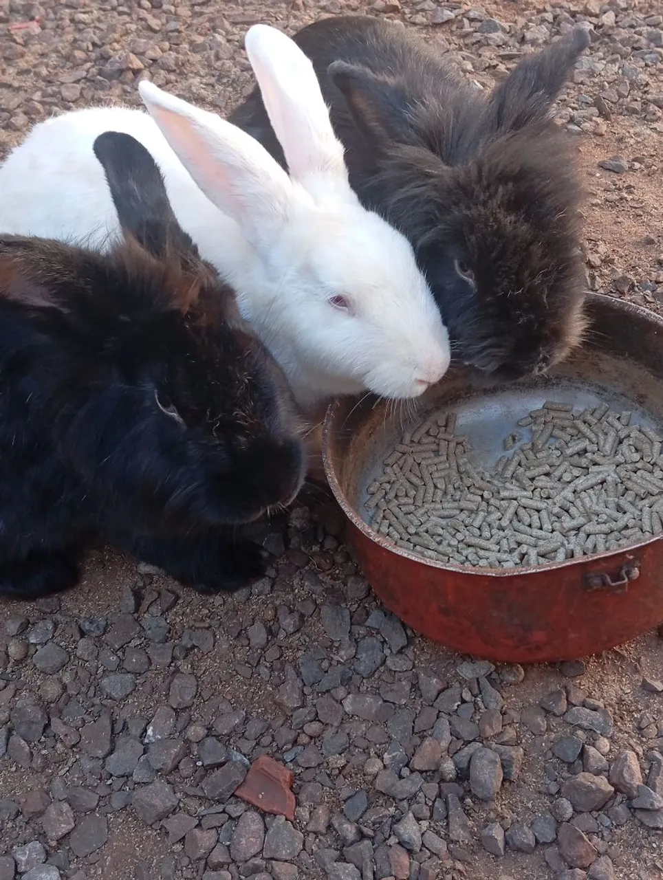 coelhos fofinhos para venda