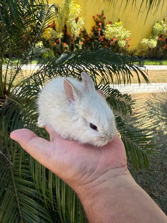 Filhotes de Mini lion a venda.  - Foto 6