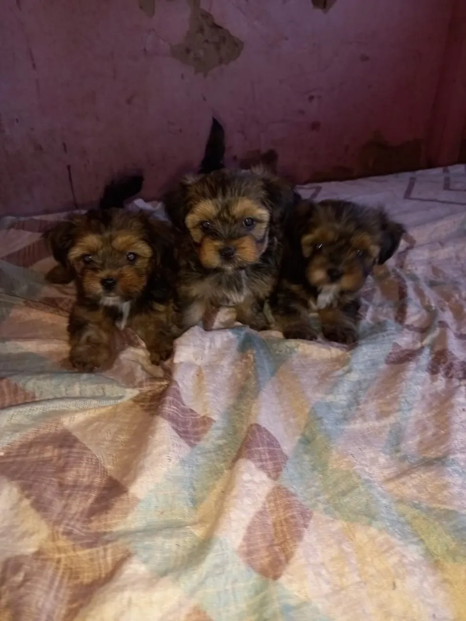 Filhotes de Shih Tzu e Yorkshire