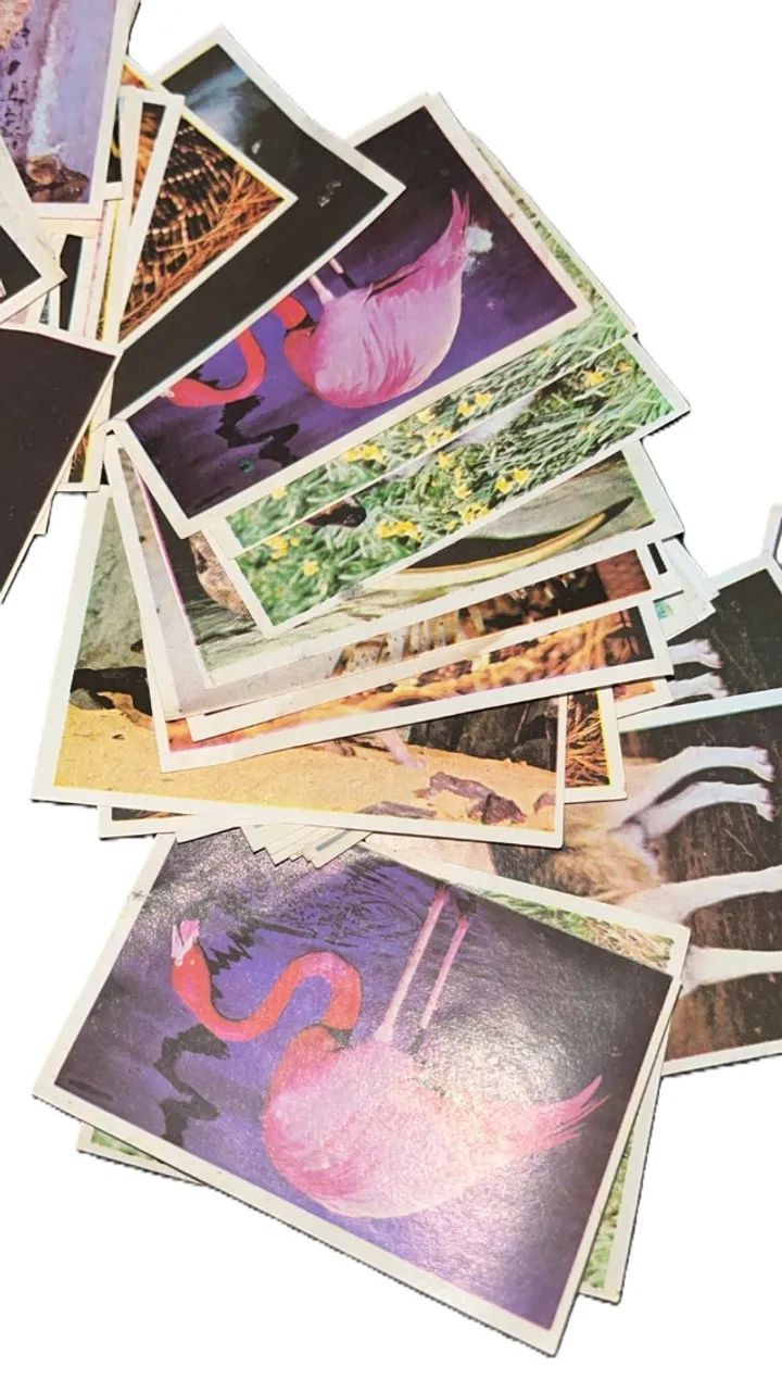 Lote Com 45 Figurinhas Coleção Reino Animal Colgate 1982  - Foto 2