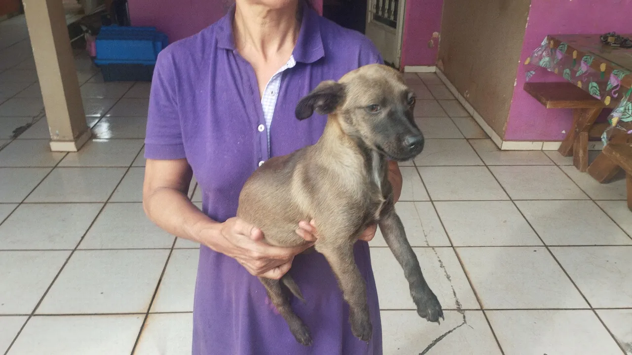 Filhote raça pequena para doação