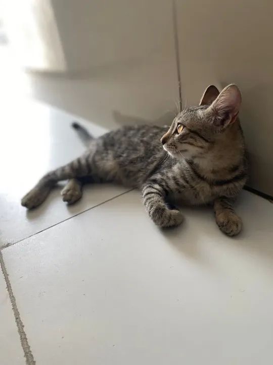 Adoção responsável - entrega e castração garantida  - Foto 2