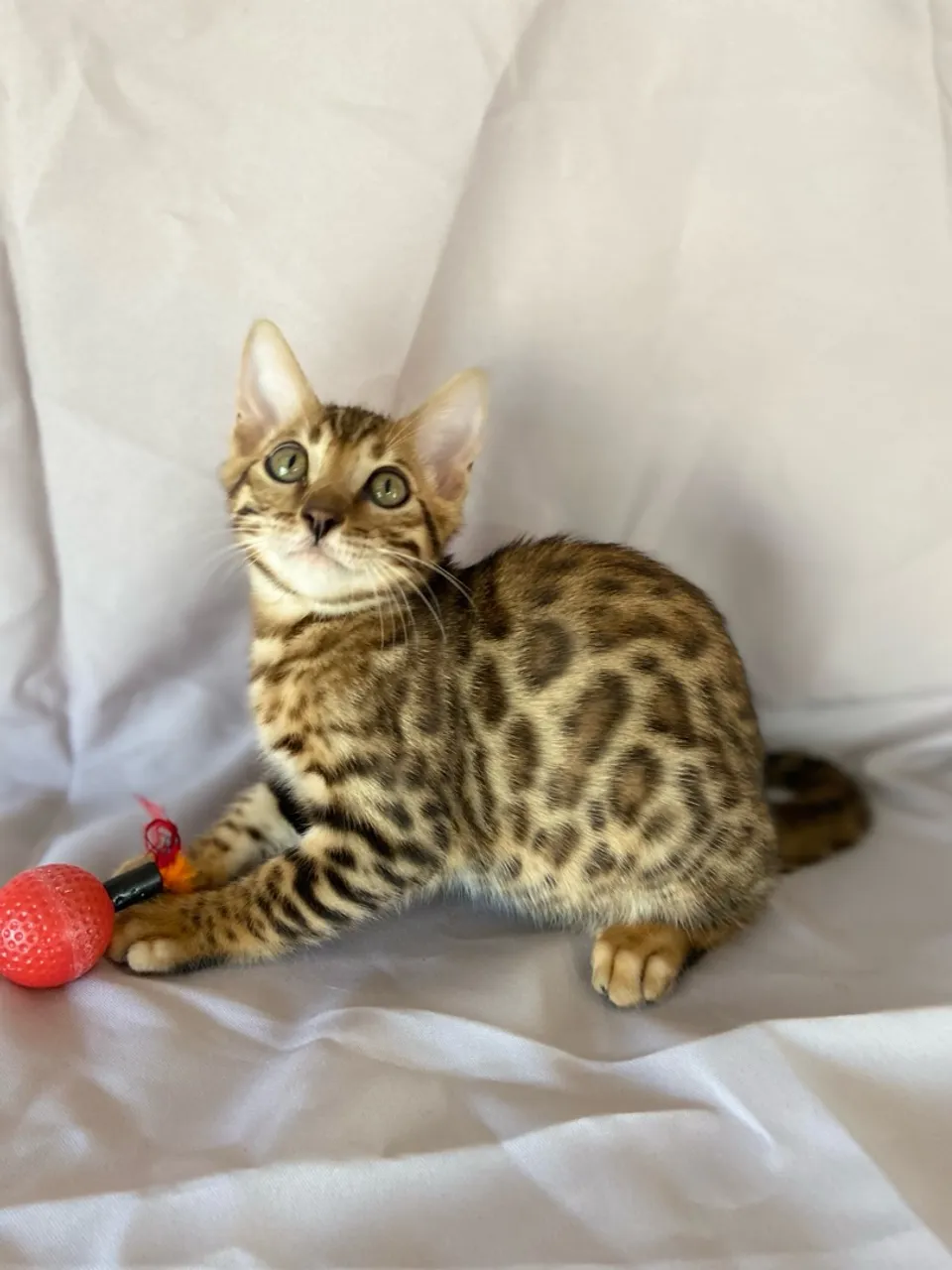 Gato filhote Bengal 