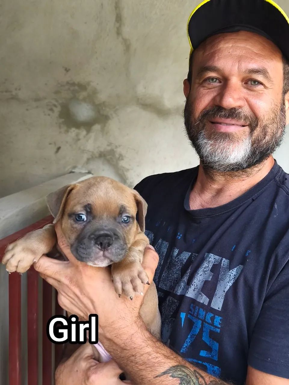 Filhote Macho e fêmea de American Bully - Disponível! - Foto 3