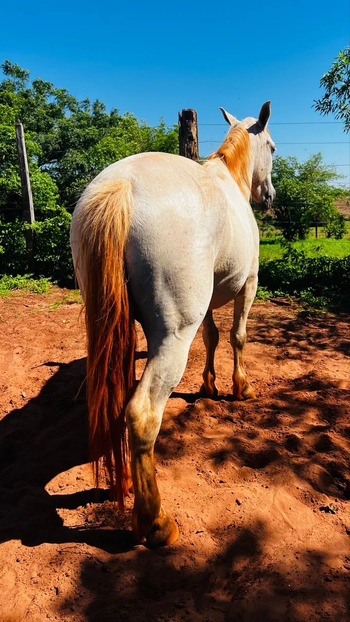 Cavalo Petiço marchador manso - Foto 5