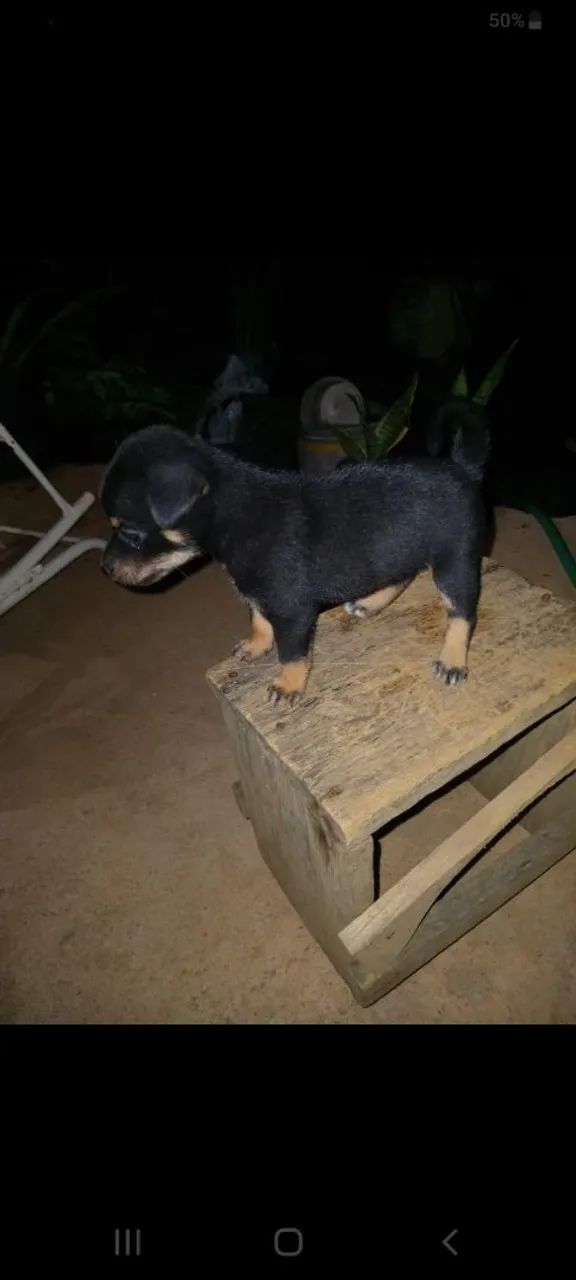 Vende se cachorro  - Foto 2