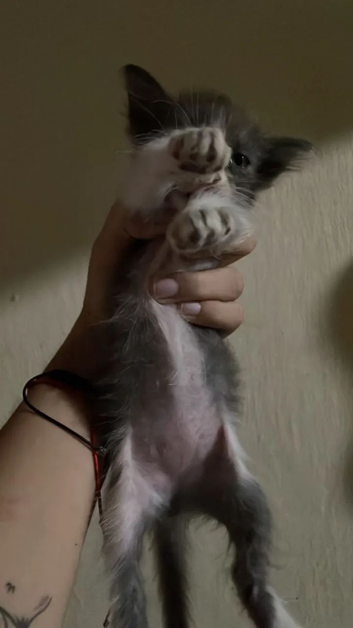 Filhote para doação gatinha