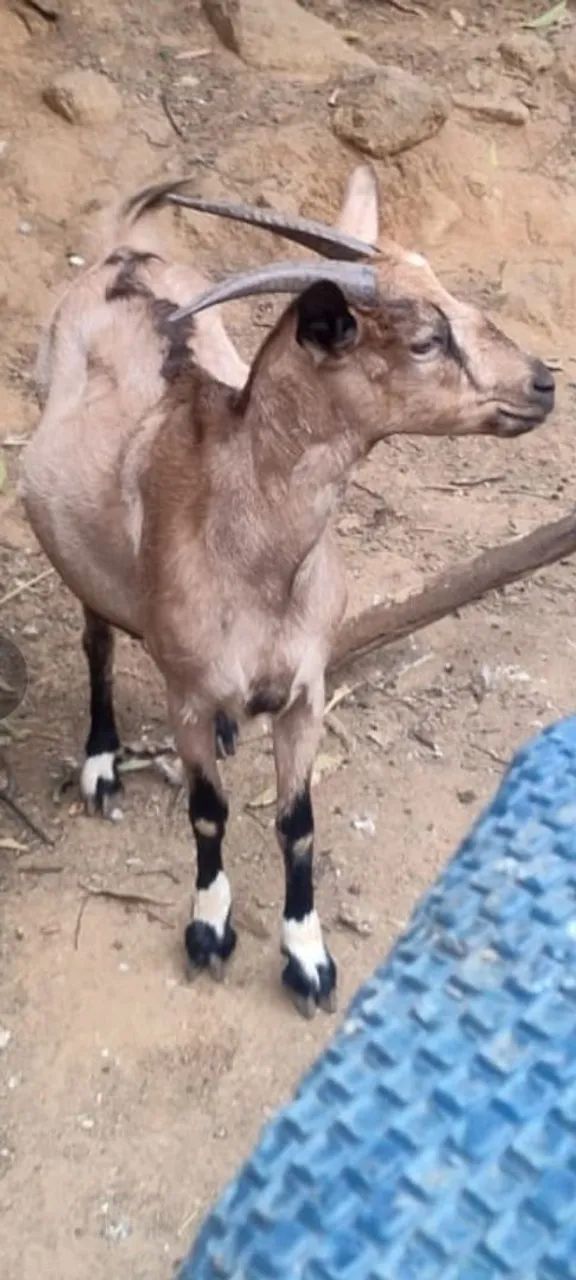 Cabras e bodes