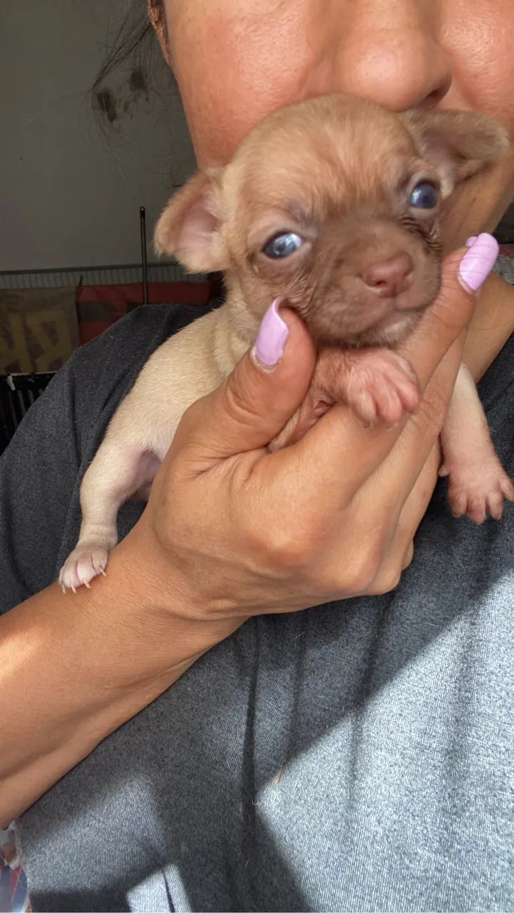Chihuahuas - Foto 2