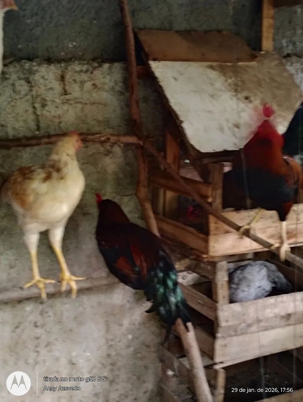 Vendo galinha caipira poedeira e Patos jovens adultos. - Foto 4